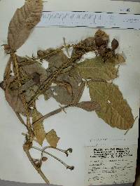 Paullinia sessiliflora image