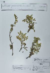 Solanum grayi image