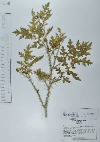 Solanum grayi image