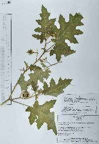 Solanum houstonii image