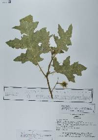 Solanum houstonii image