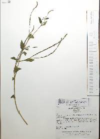 Heliotropium angiospermum image