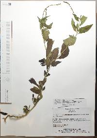 Heliotropium angiospermum image