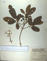 Vitex mollis image