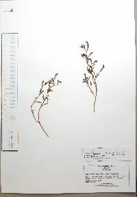 Heliotropium procumbens image