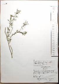 Heliotropium procumbens image