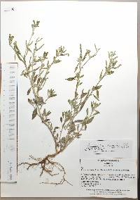 Heliotropium procumbens image