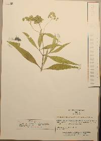 Flaveria robusta image