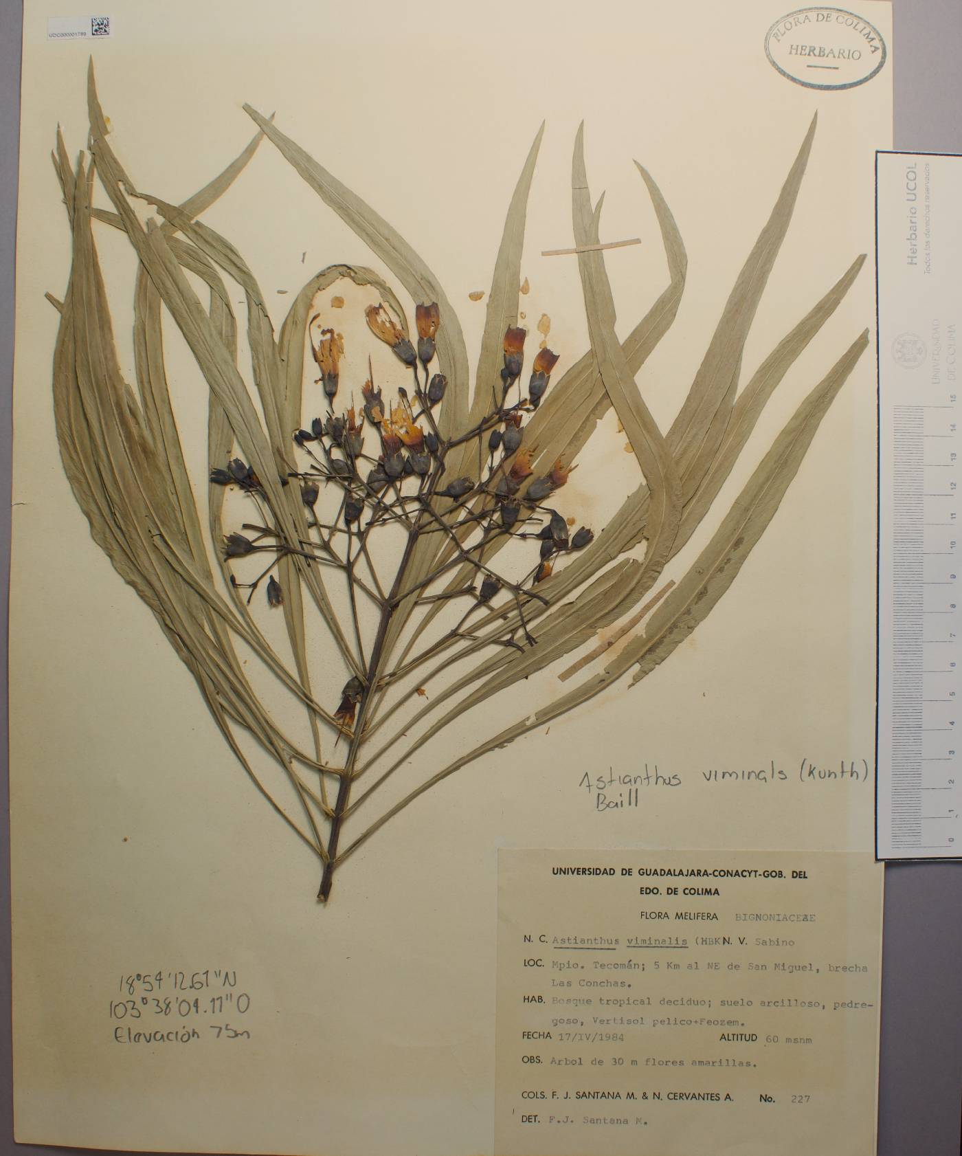 Astianthus viminalis image