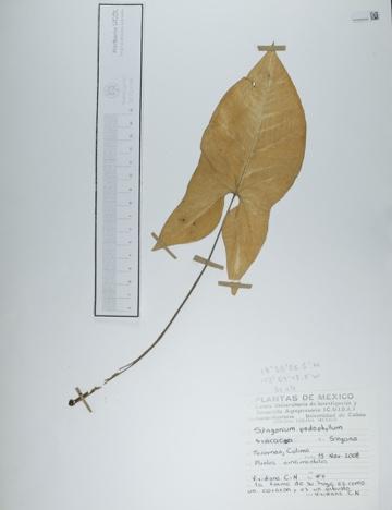 Syngonium podophyllum image