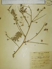 Albizia tomentosa image