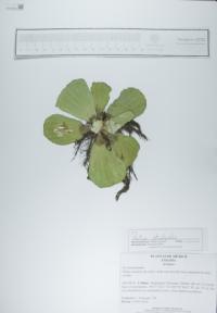 Pistia stratiotes image