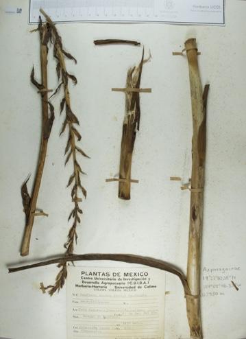Manfreda scabra image