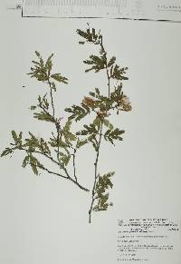 Calliandra eriophylla image