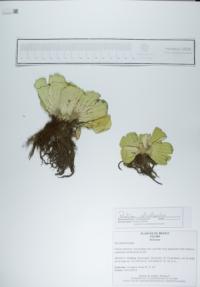 Pistia stratiotes image