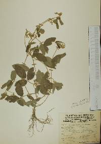 Calopogonium mucunoides image