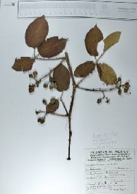 Rubus ulmifolius image