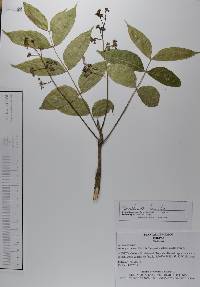 Swietenia humilis image