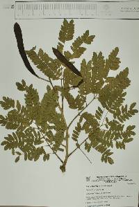 Albizia tomentosa image