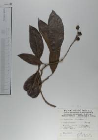 Byrsonima crassifolia image