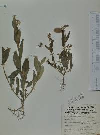 Crotalaria quercetorum image