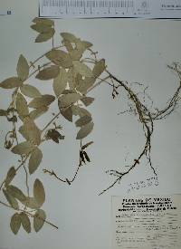 Cologania broussonetii image