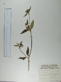 Crusea hispida image