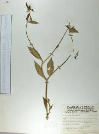 Crusea hispida image