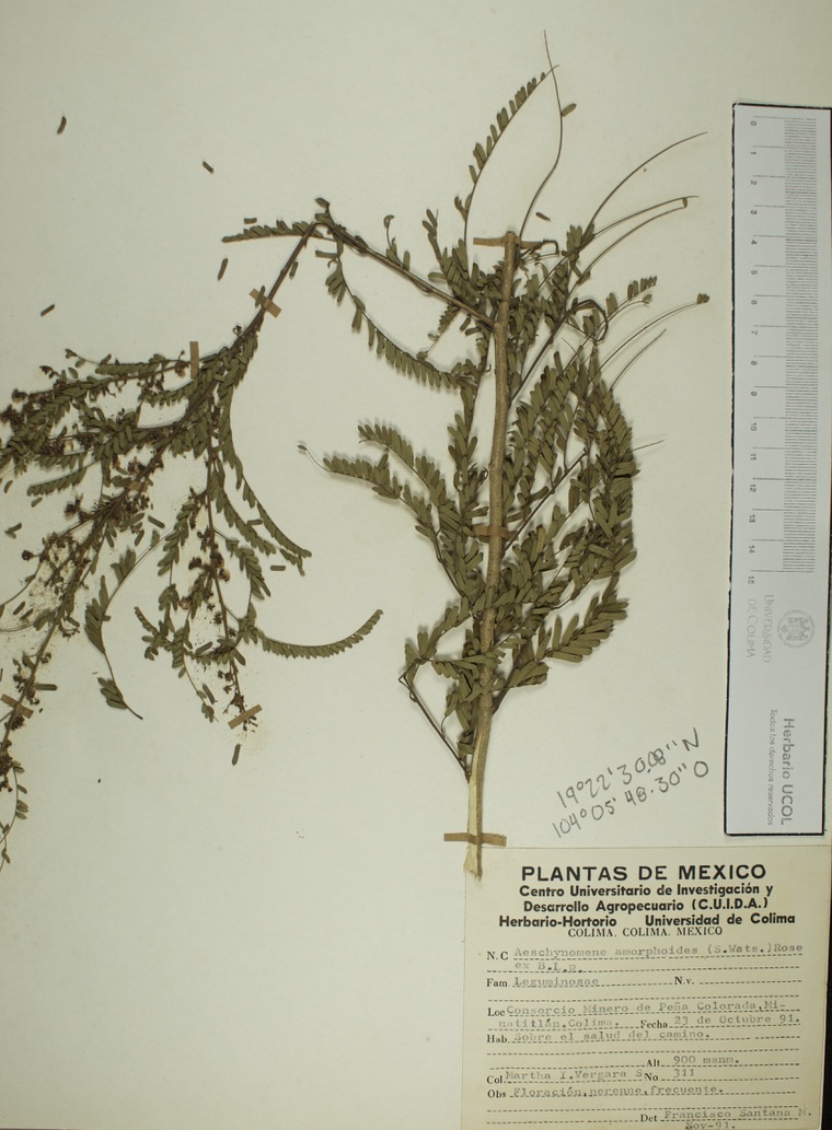 Aeschynomene amorphoides image