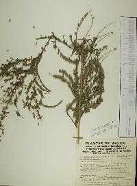 Aeschynomene amorphoides image