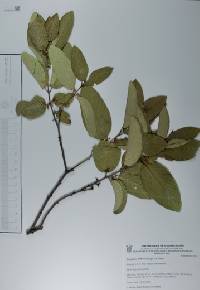 Colubrina triflora image