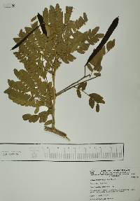 Albizia tomentosa image