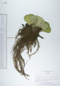 Pistia stratiotes image