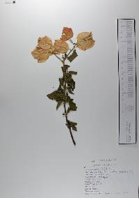 Bougainvillea spectabilis image