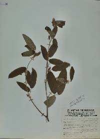 Desmodium sumichrastii image