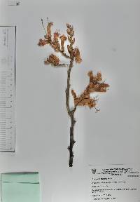 Fouquieria formosa image