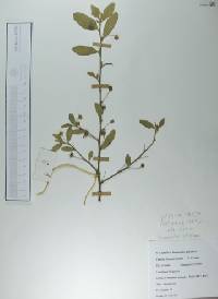 Ranunculus fascicularis image