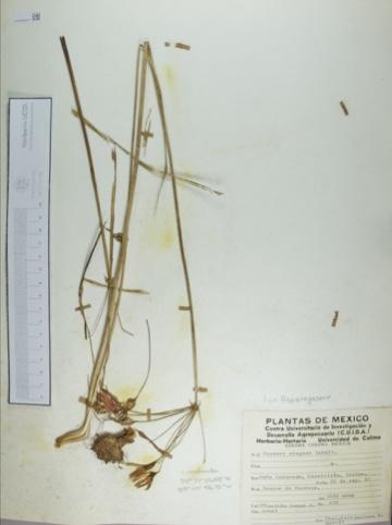 Bessera elegans image