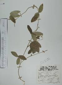 Cologania broussonetii image