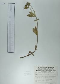 Crusea longiflora image