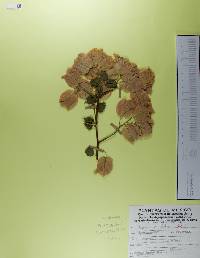 Bougainvillea glabra image