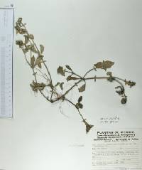 Crusea longiflora image