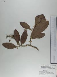 Byrsonima crassifolia image