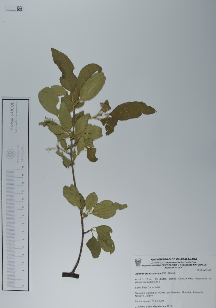 Agonandra racemosa image