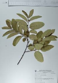 Colubrina triflora image