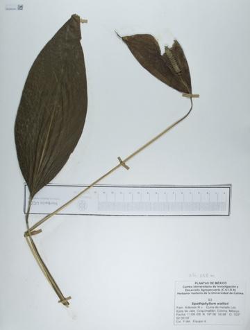 Spathiphyllum wallisii image