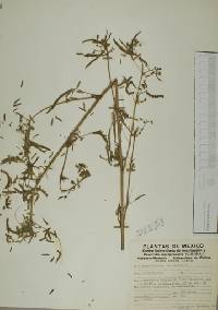 Aeschynomene americana image