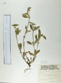 Crusea longiflora image