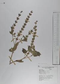 Ocimum basilicum image