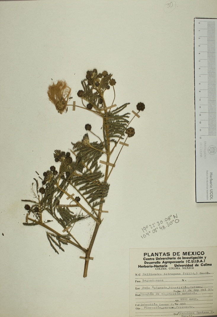 Calliandra tetragona image